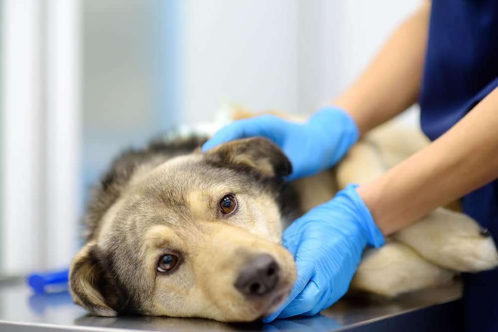 A sedated dog resting on a surgical table while being monitored by a veterinarian in blue gloves.