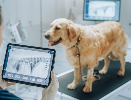 Senior Screening: Blood Pressure, Thyroid, and X-Rays