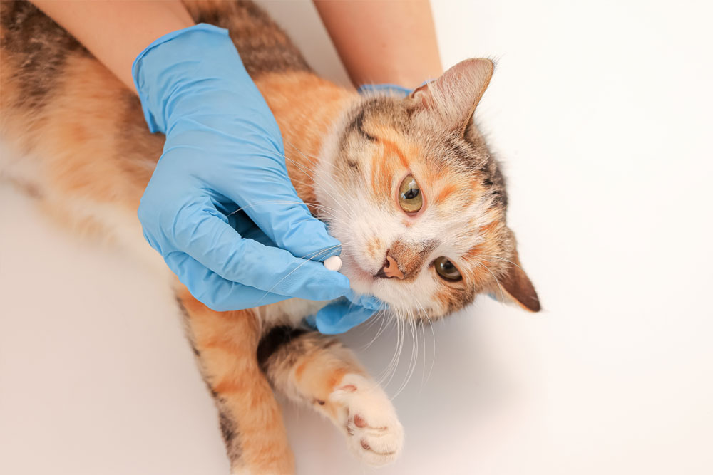 Cat receiving medication from a person during at-home veterinary care.