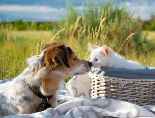 Will My Puppy or Kitten Get Dewormed at the First Vet Visit?