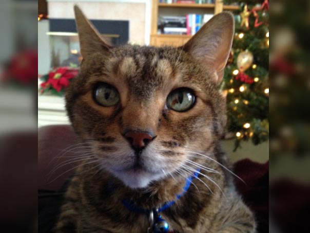 Cat close up with christmas tree in back