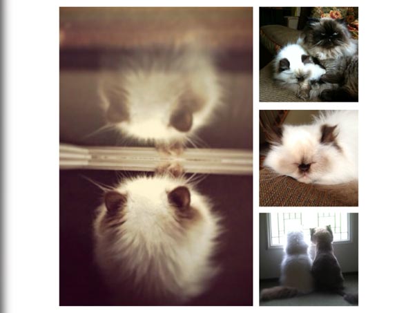 Collage of Cats