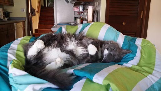 Cat relaxing on the bed