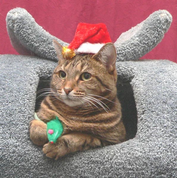 Cat playing with Christmas hat