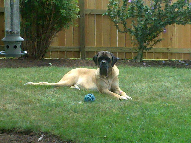 Bullmastiff in backyard