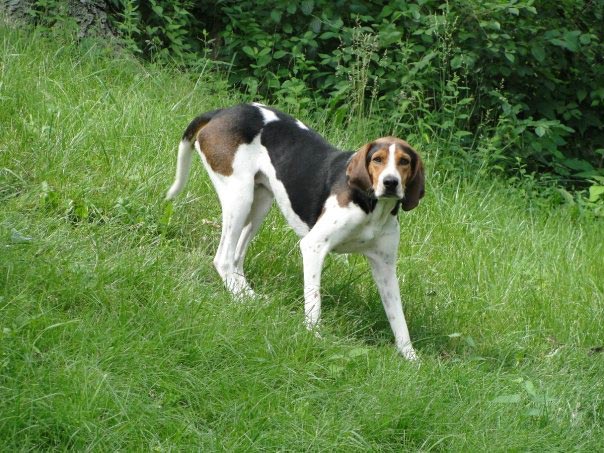 Beage dog in the field