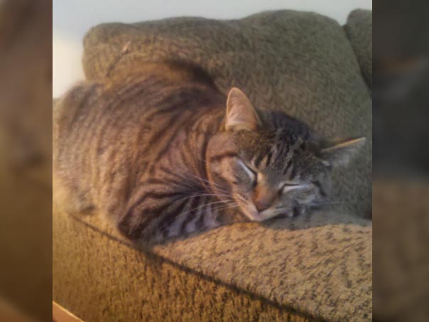 Cat sleeping on sofa