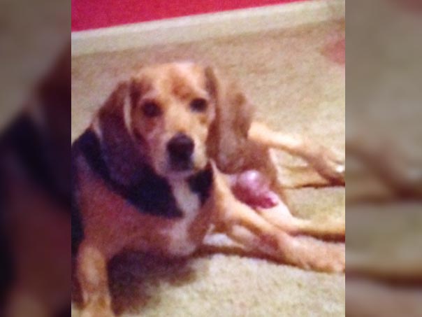 Dog sitting on carpet